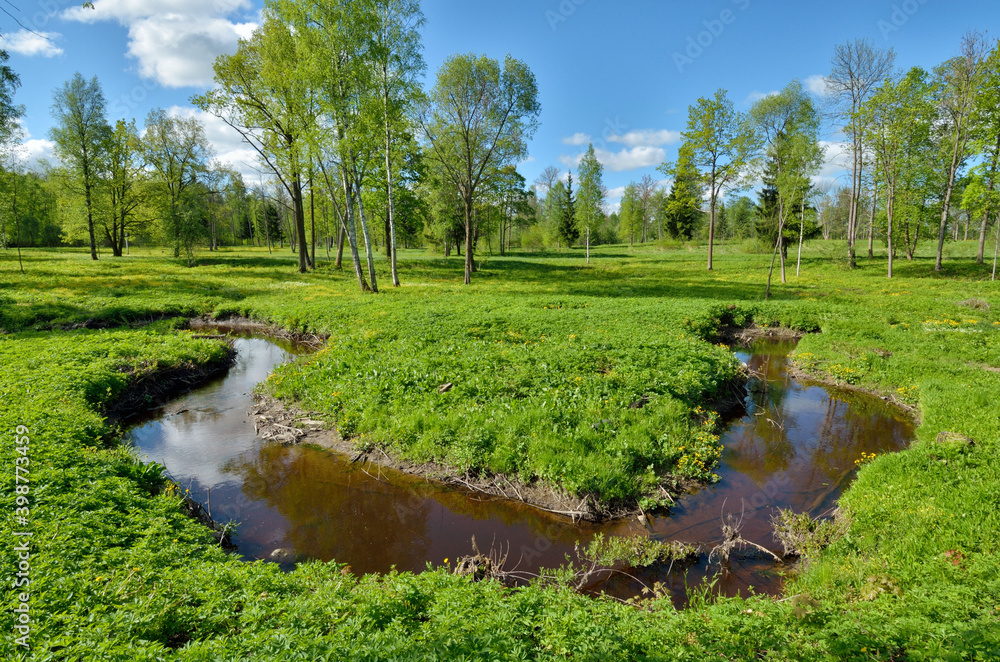 Beautiful nature in the forest with green vegetation.