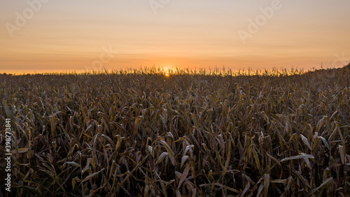 sunset photo of a ready to harvest corn field.