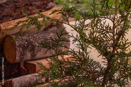 Small branches of tui conifer against the background of chopped firewood photo