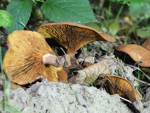 The Paxillus rubicundulus is a poisonuos mushroom photo