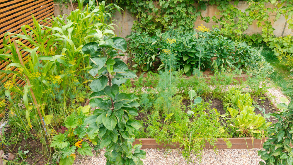 Layout of a small garden in a small area. Raised beds for organic farming. Growing vegetables, greenery and herbs in raised wooden beds. Pebble paths between the beds.