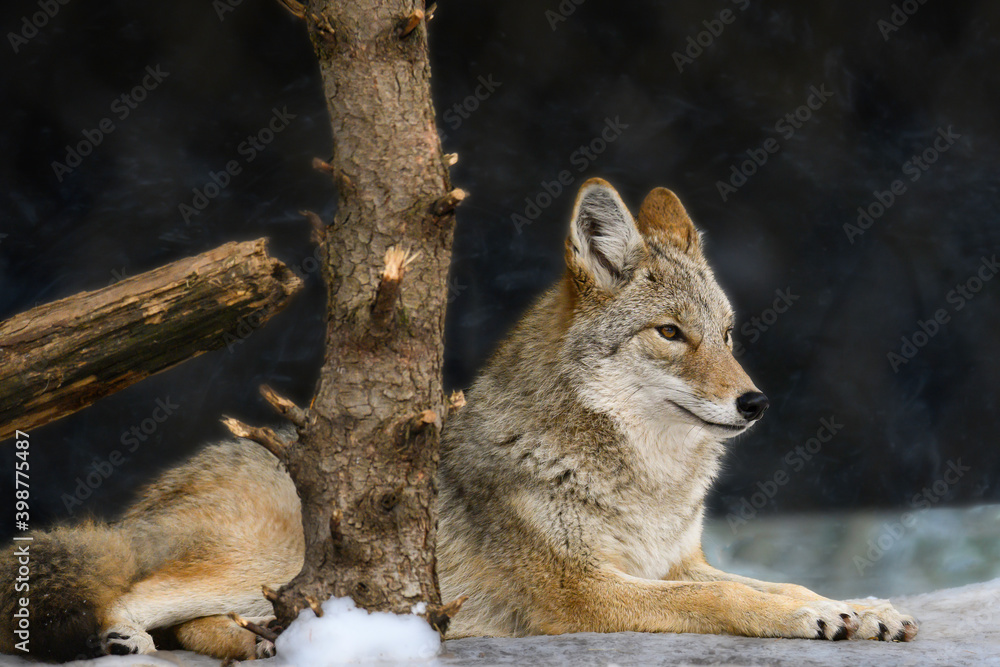 Obraz premium gray wolf in the woods