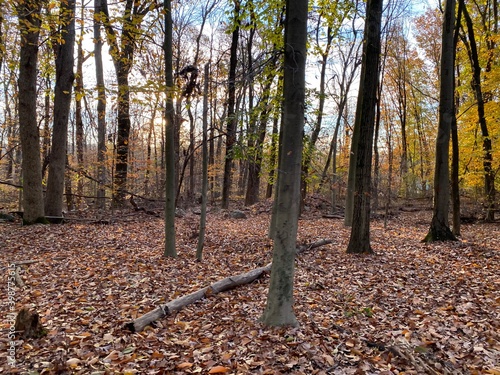 autumn in the woods