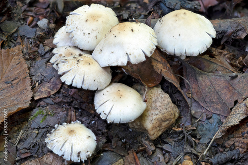 The Psathyrella candolleana is an edible mushroom