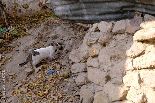 stray cat wandering in a wrecked field.