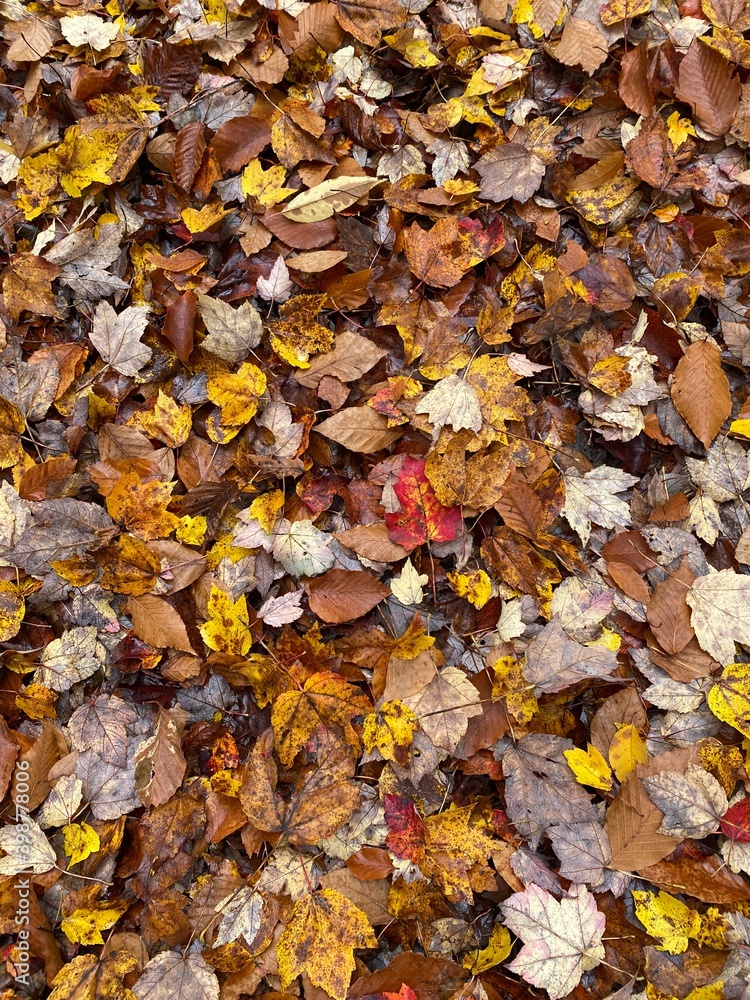 autumn leaves on the ground