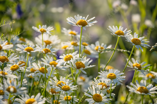 White chamomiles in the meadow, summertime outdoor background