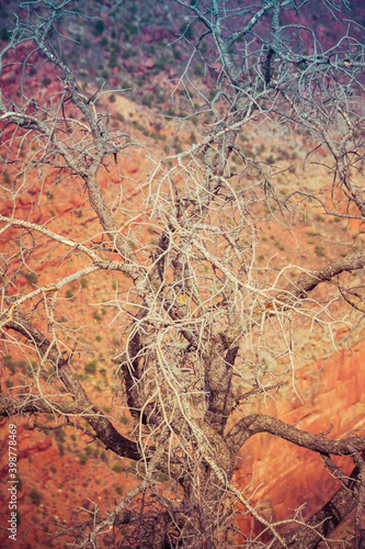 Detail of bare tree branches © Jason Yoder