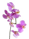 purple flowers of orchid Phalaenopsis close up