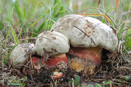The Devils Bolete (Rubroboletus satanas) is a poisonous mushroom