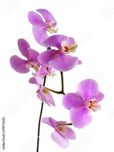 purple flowers of orchid Phalaenopsis close up © Maria Brzostowska