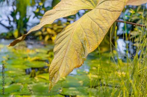 Close to a thick juicy leaf of an exotic plant in a greenhouse