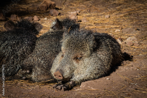 Javelinas resting on the ground in the warm sunlight.