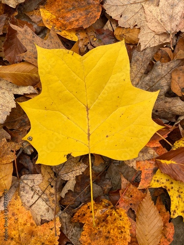 autumn leaves