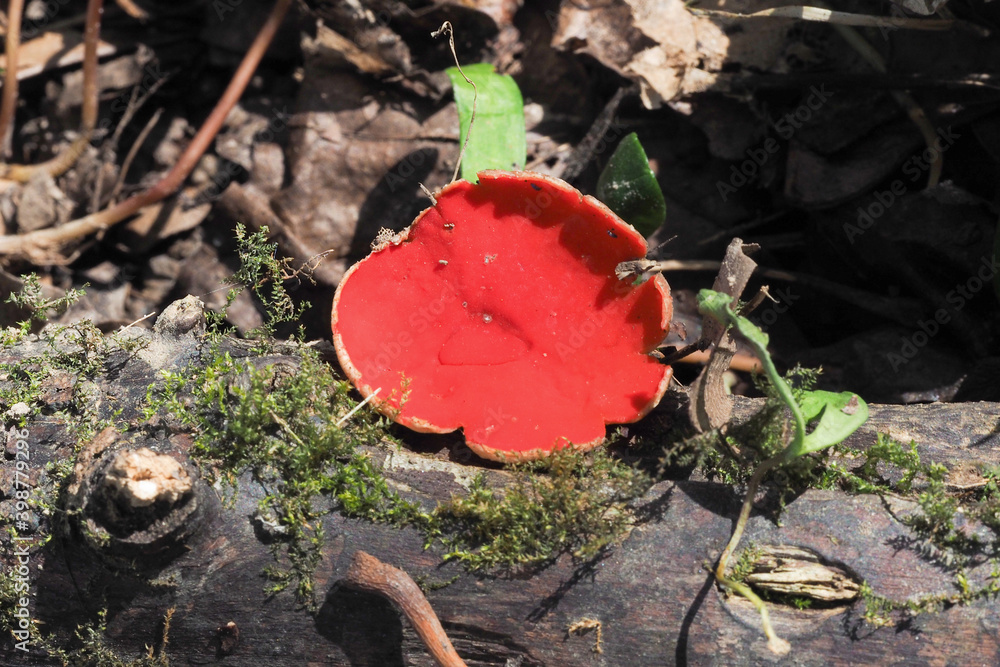 The Sarcoscypha austriaca is an edible mushroom The Sarcoscypha austriaca is an edible mushroom