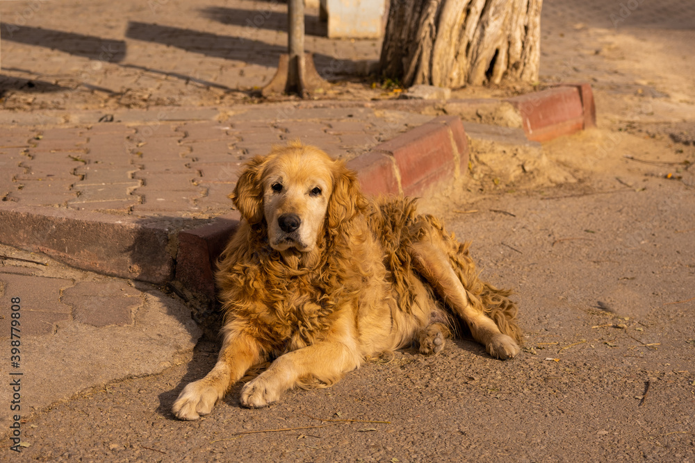 Fotografie curly golden stray dog