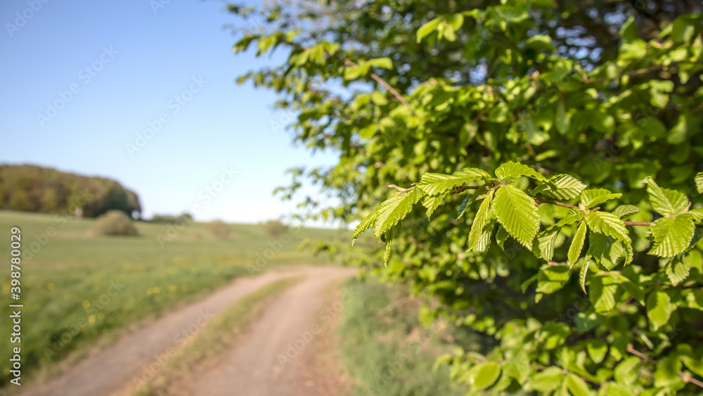 Leafs from Hazelnut Tree Leafs from Hazelnut Tree