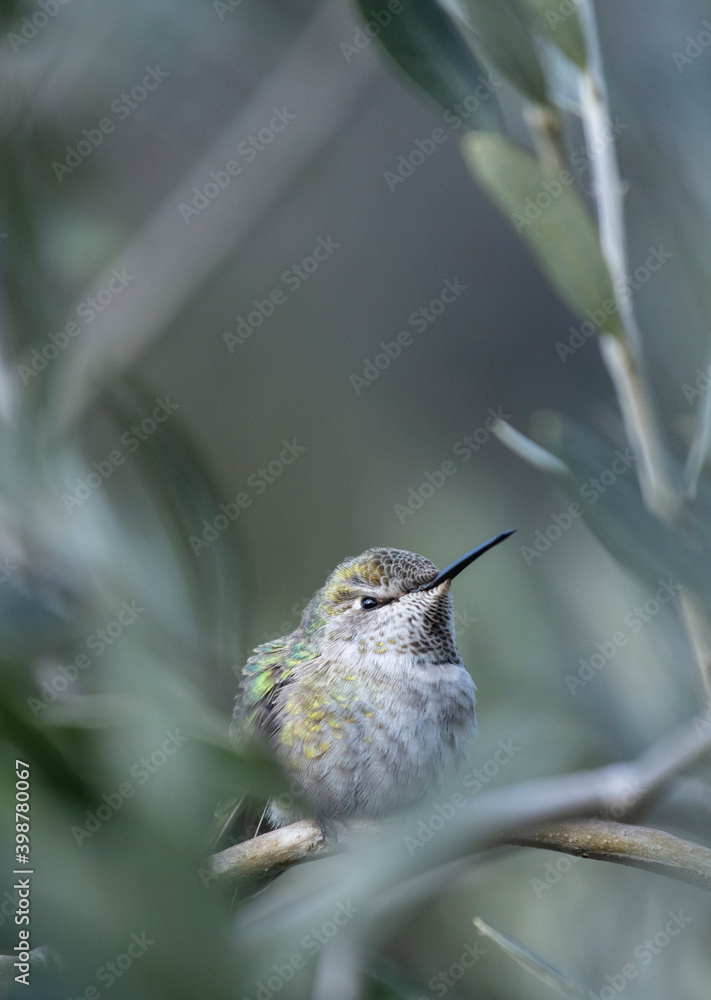 Naklejka premium Broad-tailed hummingbird