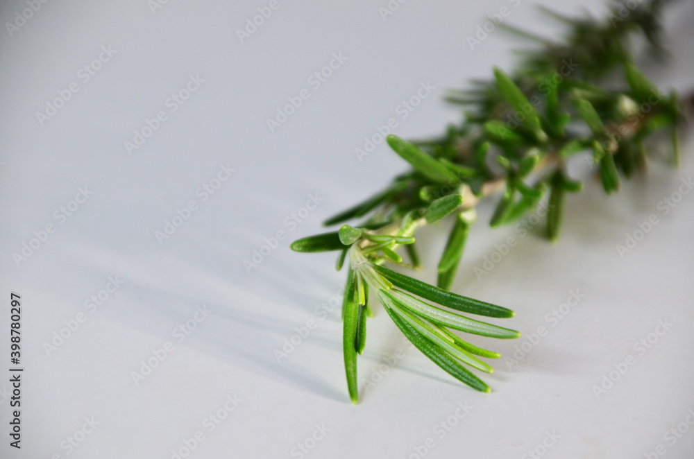Fresh Rosemary Herb Set for cooking and medicine isolated over a white background