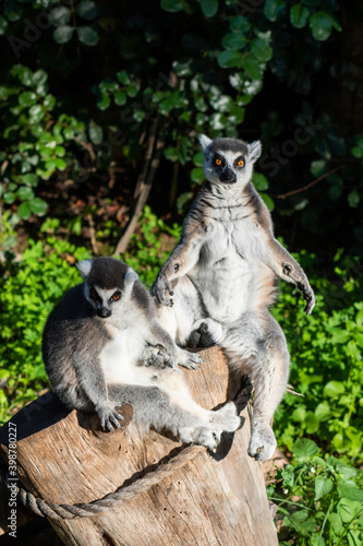 lemur on tree