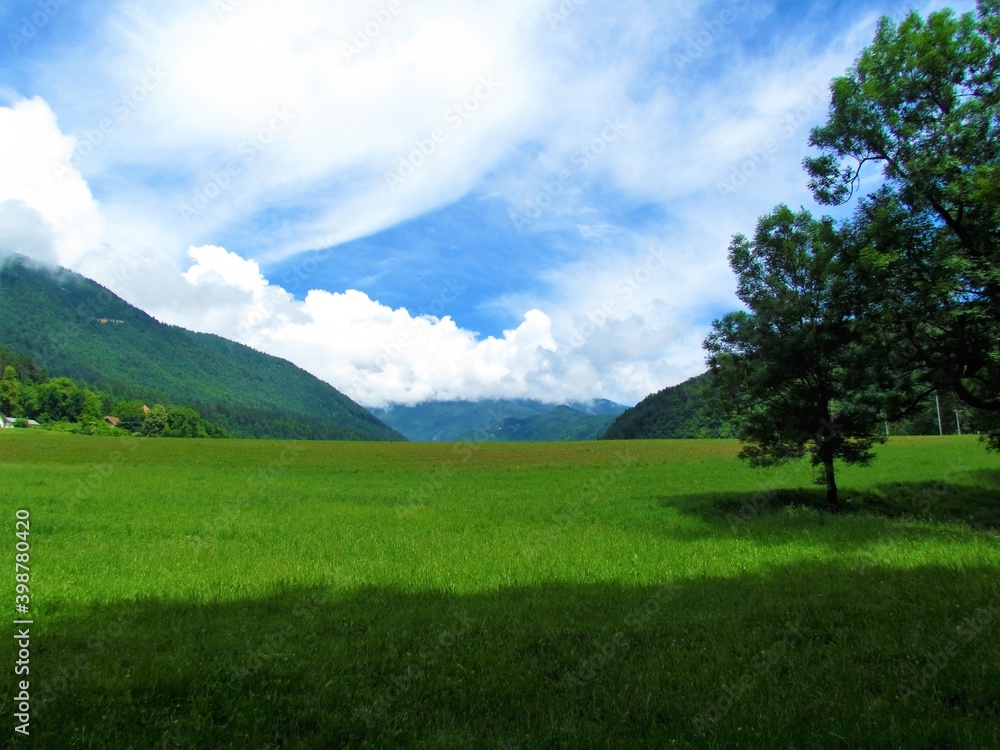 Obraz premium Beautiul meadow in summer in Slovenia