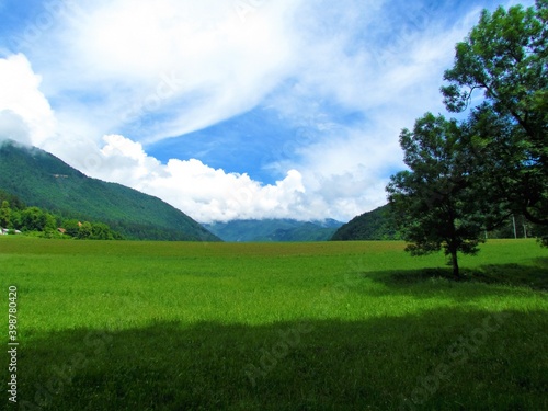Fototapeta Naklejka Na Ścianę i Meble -  Beautiul meadow in summer in Slovenia