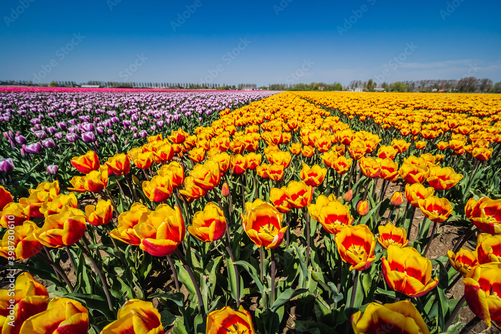 blooming tulips in the Dutch tulip fields in spring 