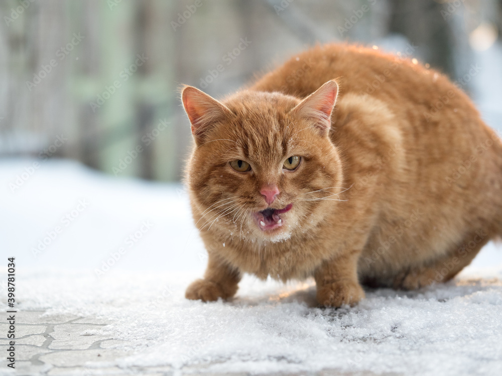 Street cat angry hisses. Winter, snow