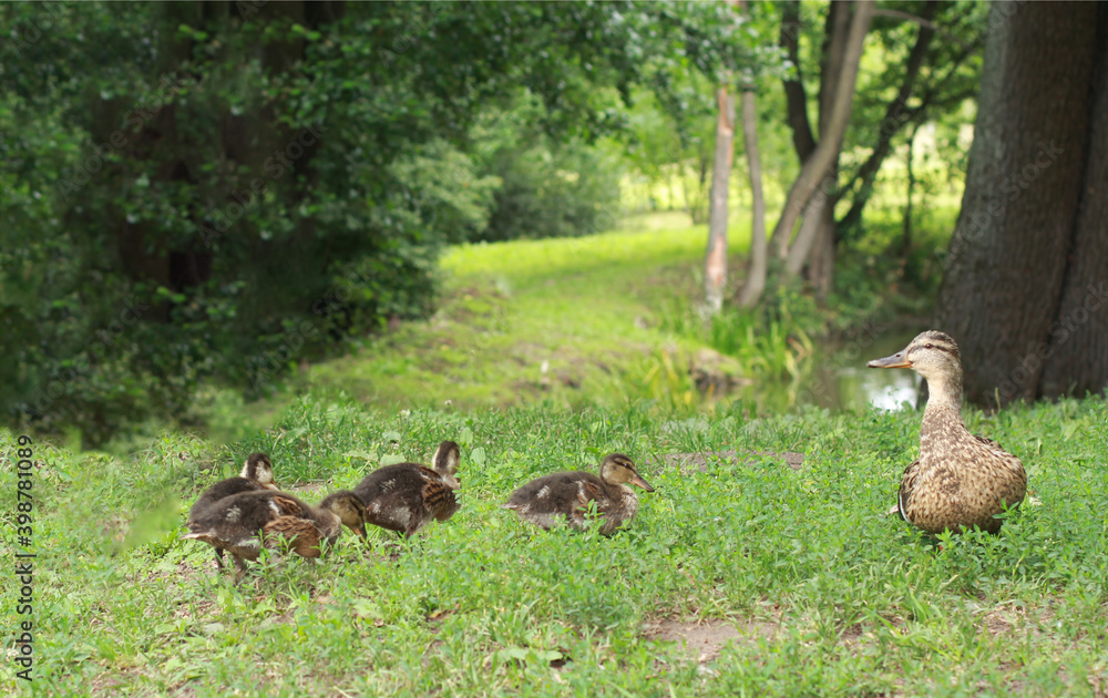 Mallard duck and her clutch of ducklings Mallard duck and her clutch of ducklings