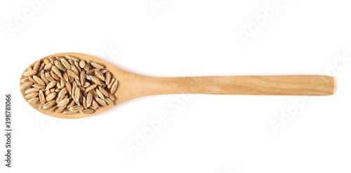 Spelt grain in wooden spoon isolated on white background, top view
