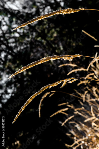 Dry Grass in the Winter Sun © Hanjo Hellmann