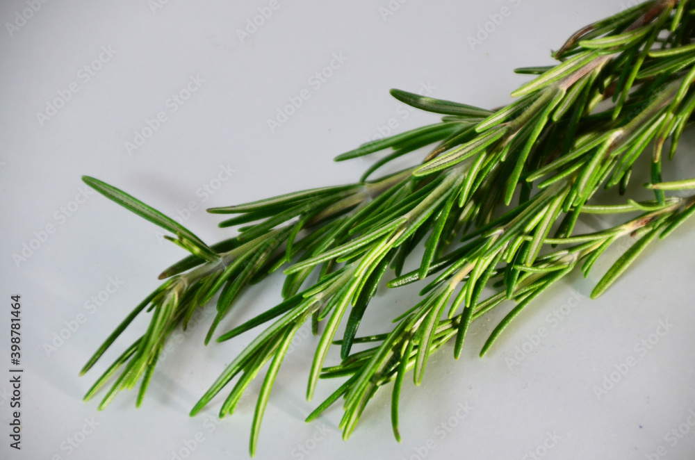 Fresh Rosemary Herb Set for cooking and medicine isolated over a white background Fresh Rosemary Herb Set for cooking and medicine isolated over a white background