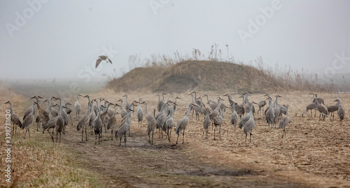 sandhill cranes in the fog