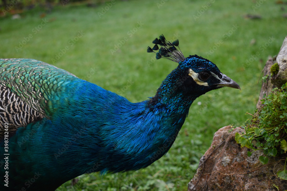 Male peacock eats grass in the garden. Male peacock eats grass in the garden.