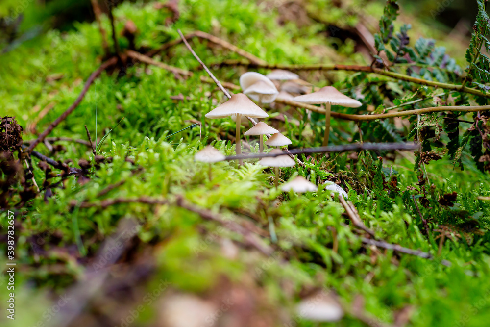 utrechtse heuvelrug. Some beautiful mushrooms on some moss in the fall forest, the do not eat GALERINA MARGINATA