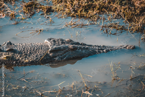 a crocodile in the water