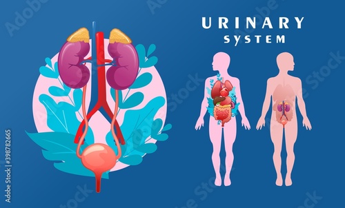 human urinary system schematic illustration