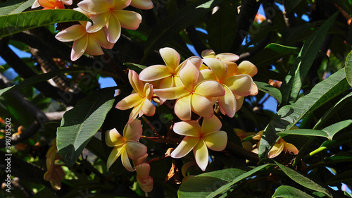 Beautiful view of yellow colored flowers with the shape of a pinwheel of exotic plumeria tree on Madeira island, Portugal in autumn season surrounded by green colored leaves. Focus on center.