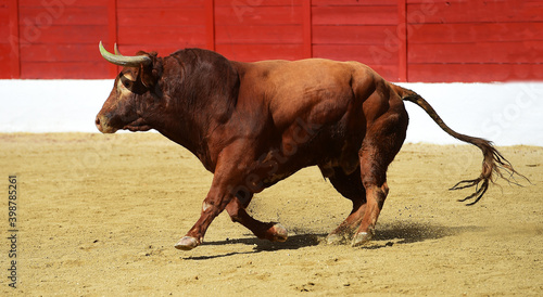 spanish fighting bull with big horns