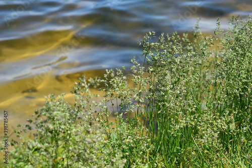 Spring grass on the river Bank