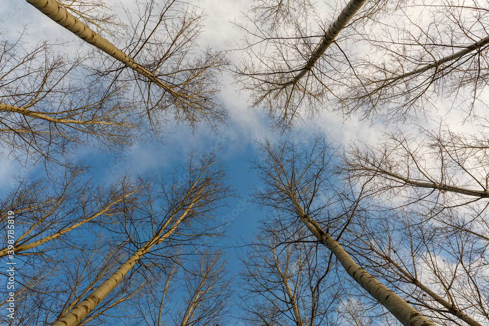 Bottom view of trunks and tops of leafless poplar in autumn with blue sky and clouds. Populus canadensis. Bottom view of trunks and tops of leafless poplar in autumn with blue sky and clouds. Populus canadensis.