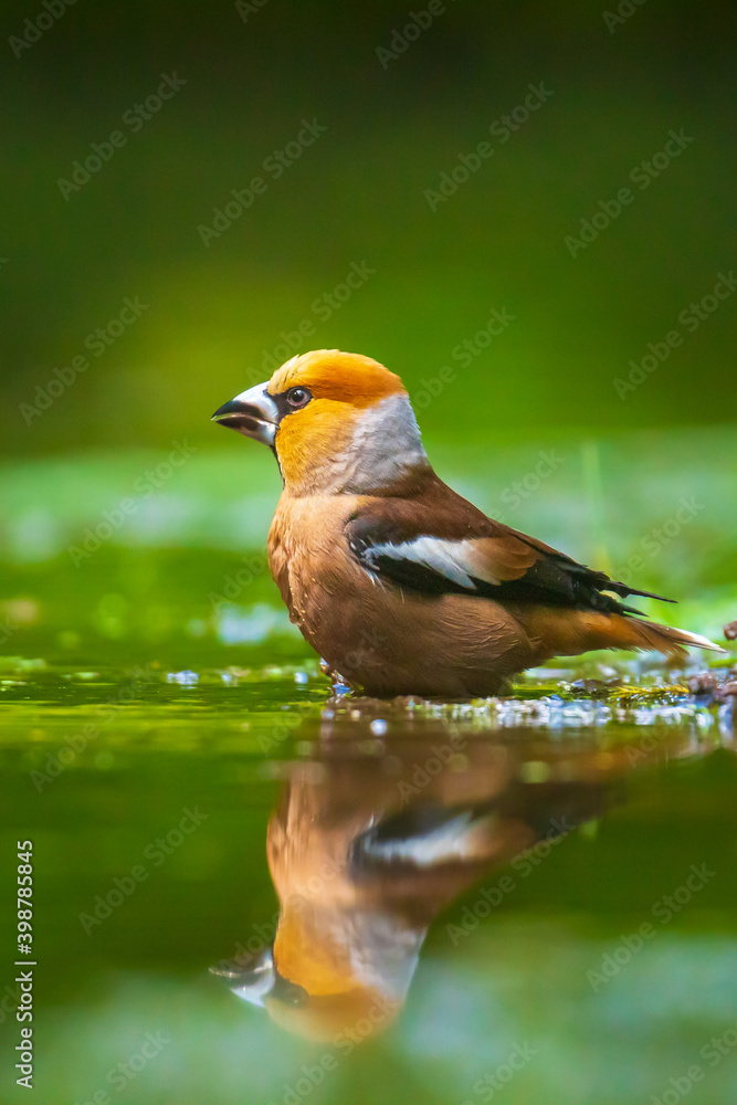 Closeup of a beautiful male wet hawfinch, Coccothraustes coccothraustes drinking, washing, preening and cleaning in water.