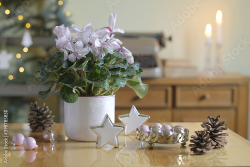 Cyclamen in a pot, Christmas table decoration photo