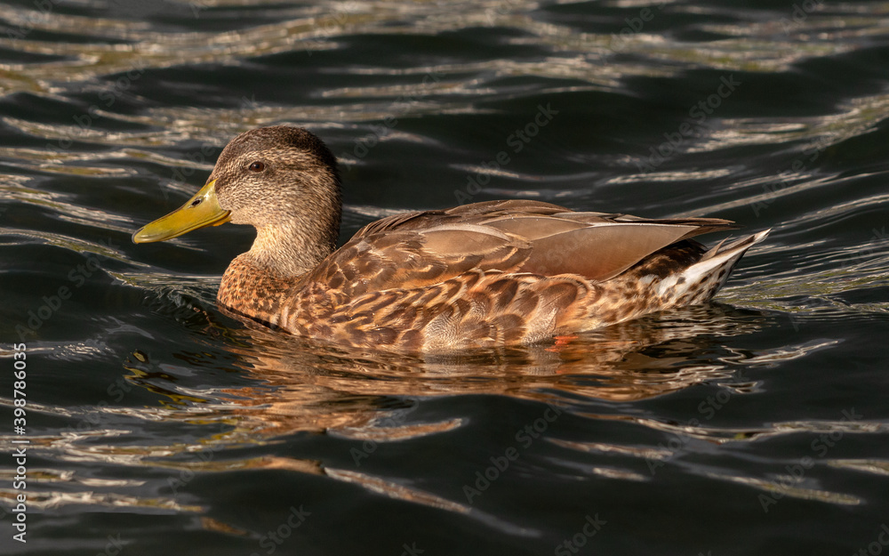 Profile view of a male juvenile mallard swimming on dark water. Profile view of a male juvenile mallard swimming on dark water.