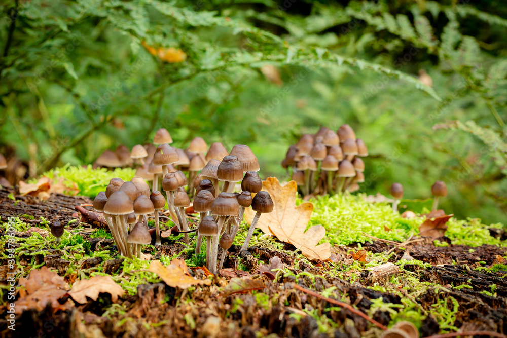 utrechtse heuvelrug, the netherlands, a whole big family of mushrooms, Psilocybe mexicana on some moss. utrechtse heuvelrug, the netherlands, a whole big family of mushrooms, Psilocybe mexicana on some moss.