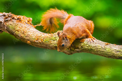 Curious Eurasian red squirrel, Sciurus vulgaris, running and jumping through trees in a forest © Sander Meertins