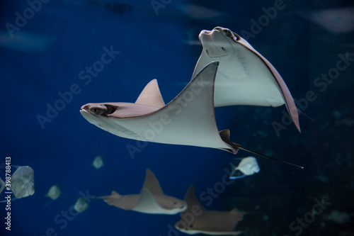 cownose rays swimming in the water, fish underwater in the aquarium