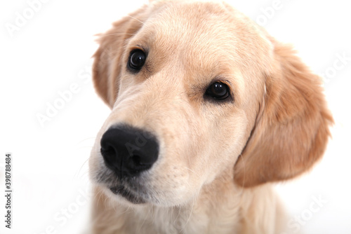 Headshot of a cute funny puppy of Golden Retriever sits on an isolated white background and looks away. High quality photo © daryakomarova