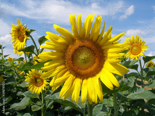 sunflowers in the field