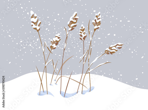 Wild Cereals under the Snow